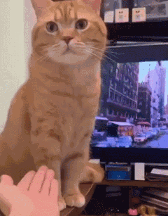 就凭你啊.gif