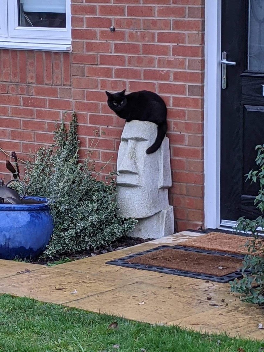 猫王发型.jpg