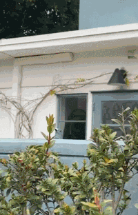 👏过于拟真，引起不适🐦.gif