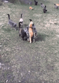 五色战队.gif