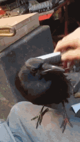 让你停了吗，继续.gif
