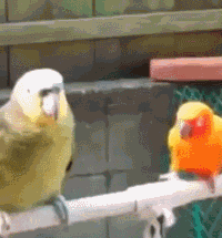 嘤嘤嘤 来贴帖嘛~~~~🦜.gif