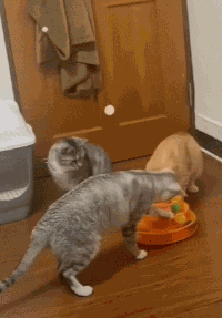 有被蠢到.gif