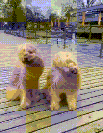 这风有点大…….gif