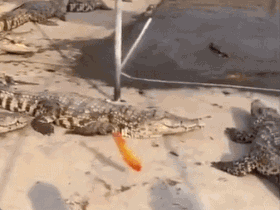 🐊啊好耶是吃的啊啊啊啊啊吃的——————🐟🐊🐊🐊.gif