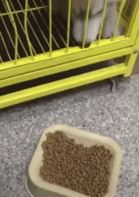 专心致志.gif