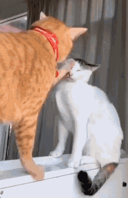 怒目而视.gif