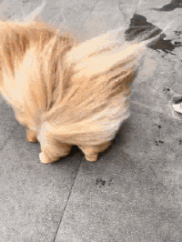 狂风大作.gif